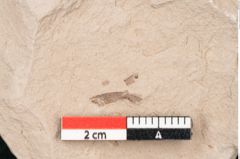 Foto (Detailansicht) von Taxodium distichum miocenicum Heer (NHMW-GEO-2024-0188-6404)